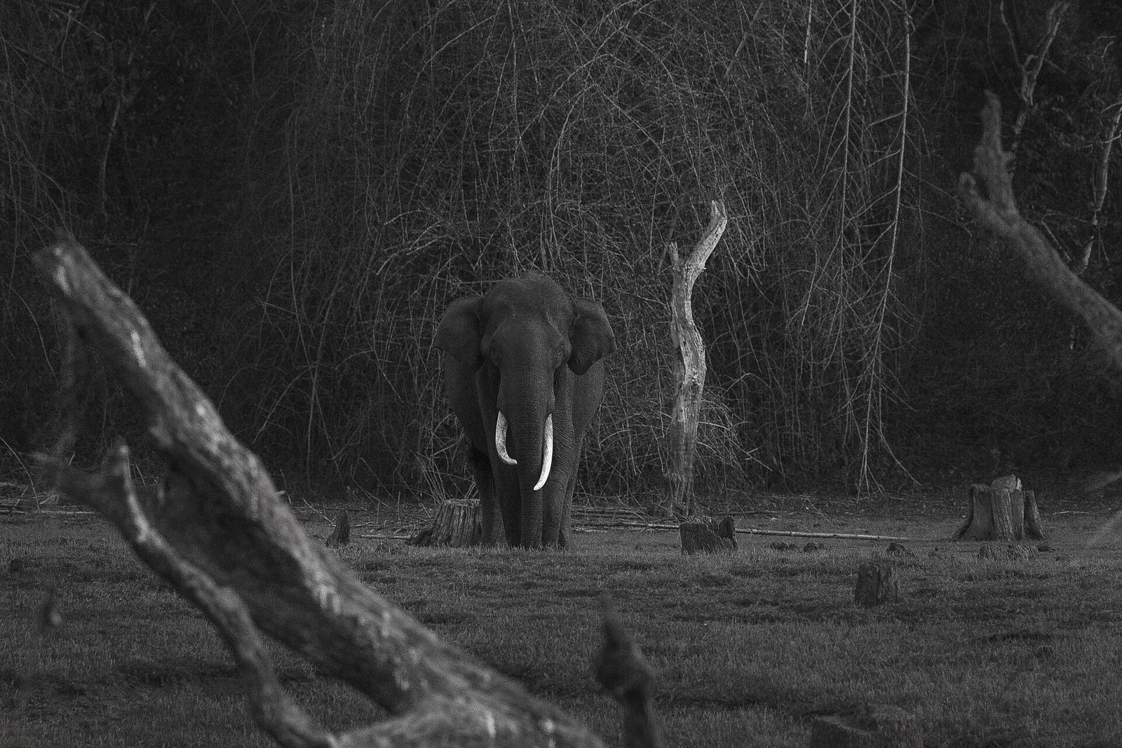 A tusker in Nagarhole near the Kabini backwaters