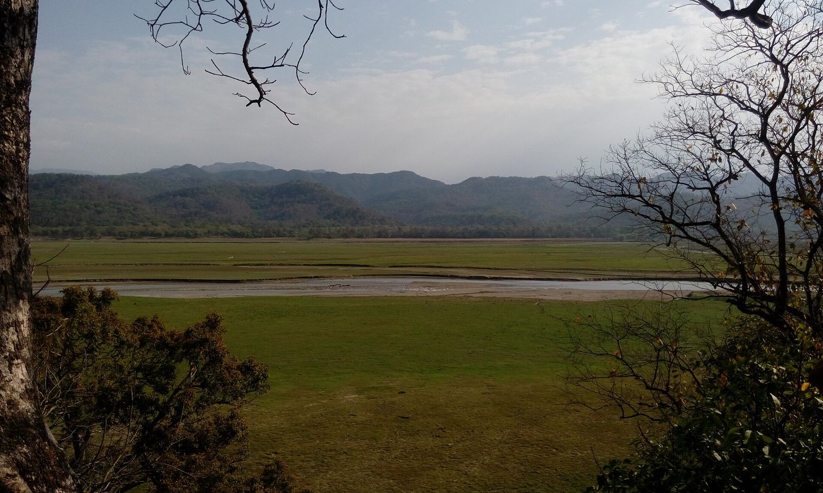 Forest in Jim Corbett National Park